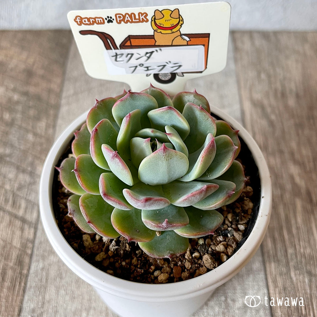 New Arrival* Star Mark