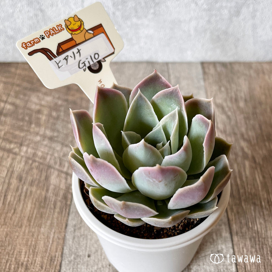 New Arrival* Star Mark