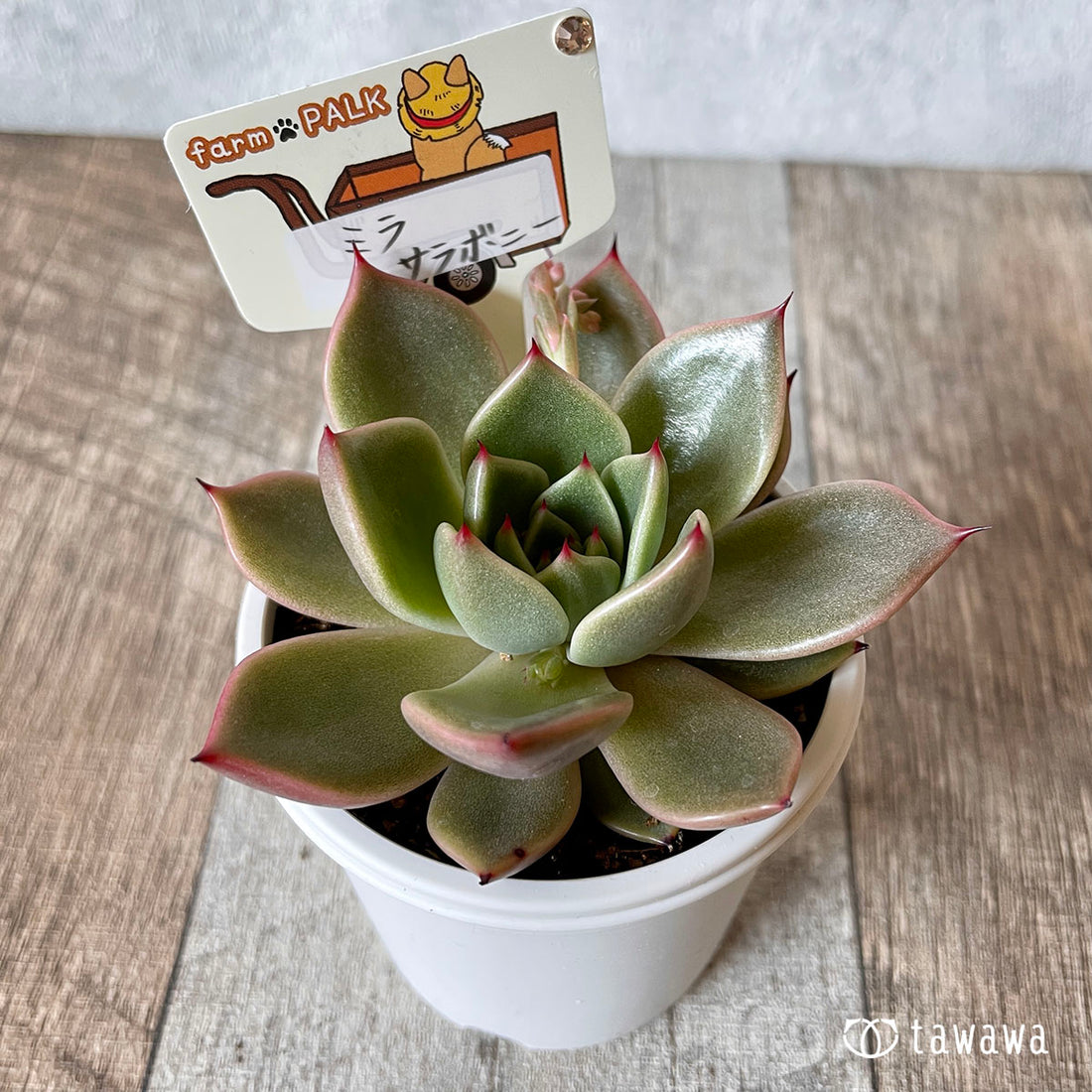 New Arrival* Star Mark