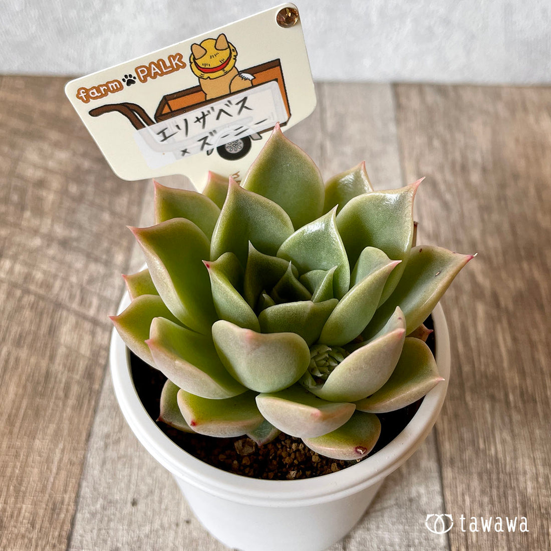 New Arrival* Star Mark