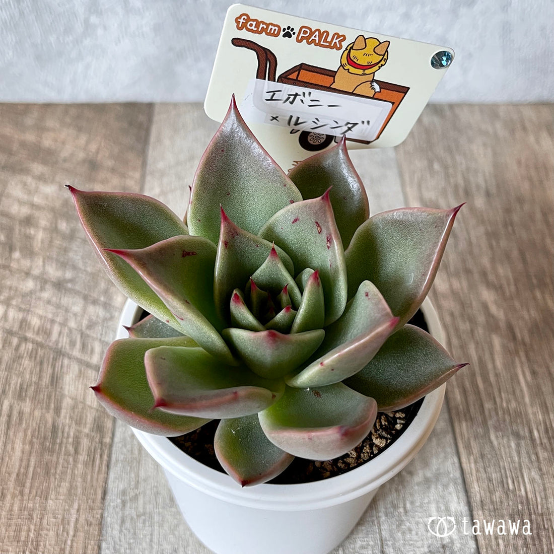 New Arrival* Star Mark