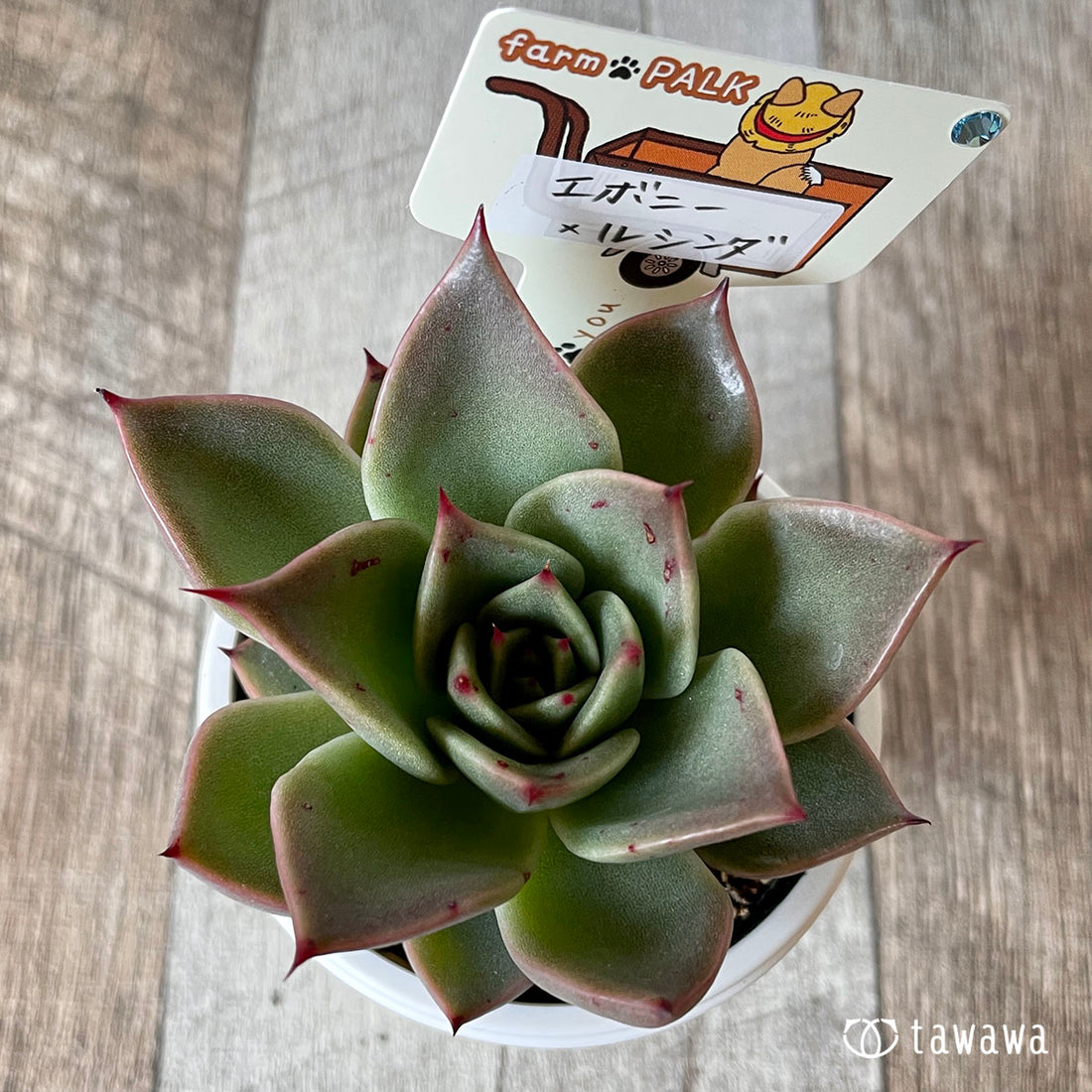New Arrival* Star Mark