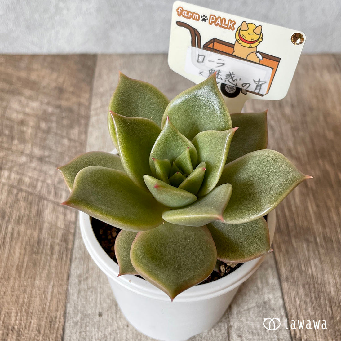 New Arrival* Star Mark