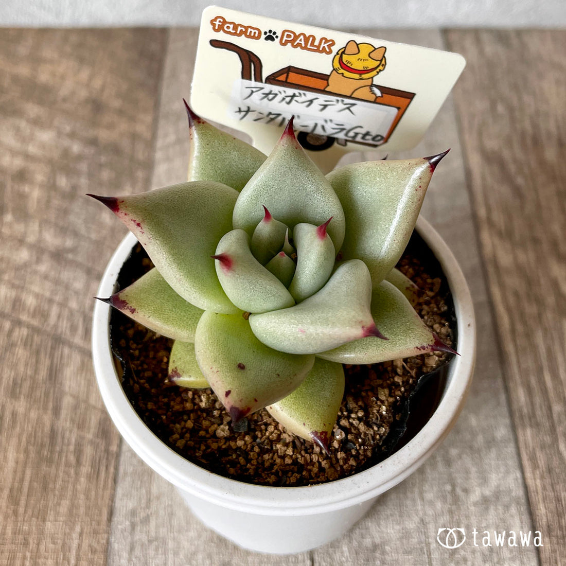 New Arrival* Star Mark