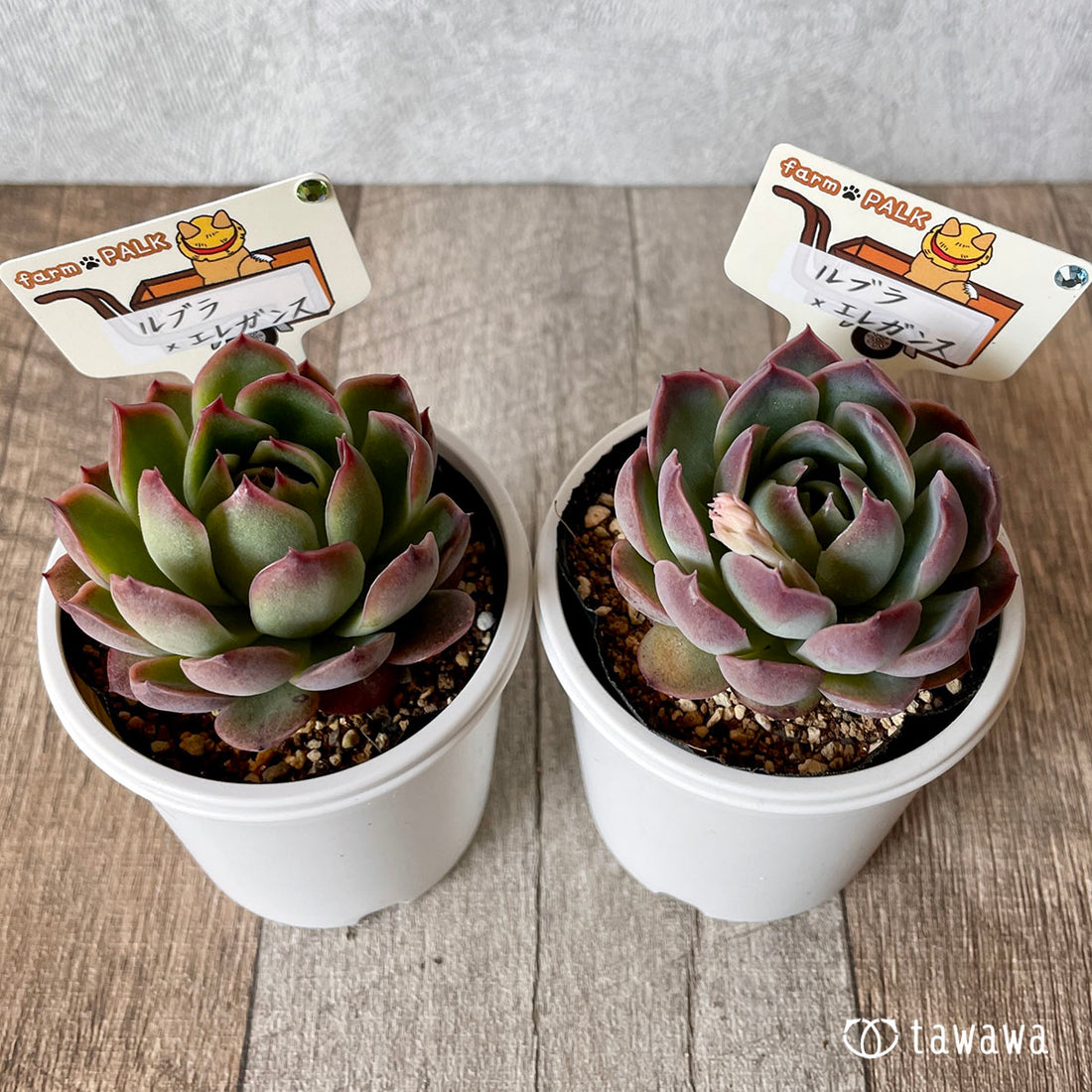 New Arrival* Star Mark