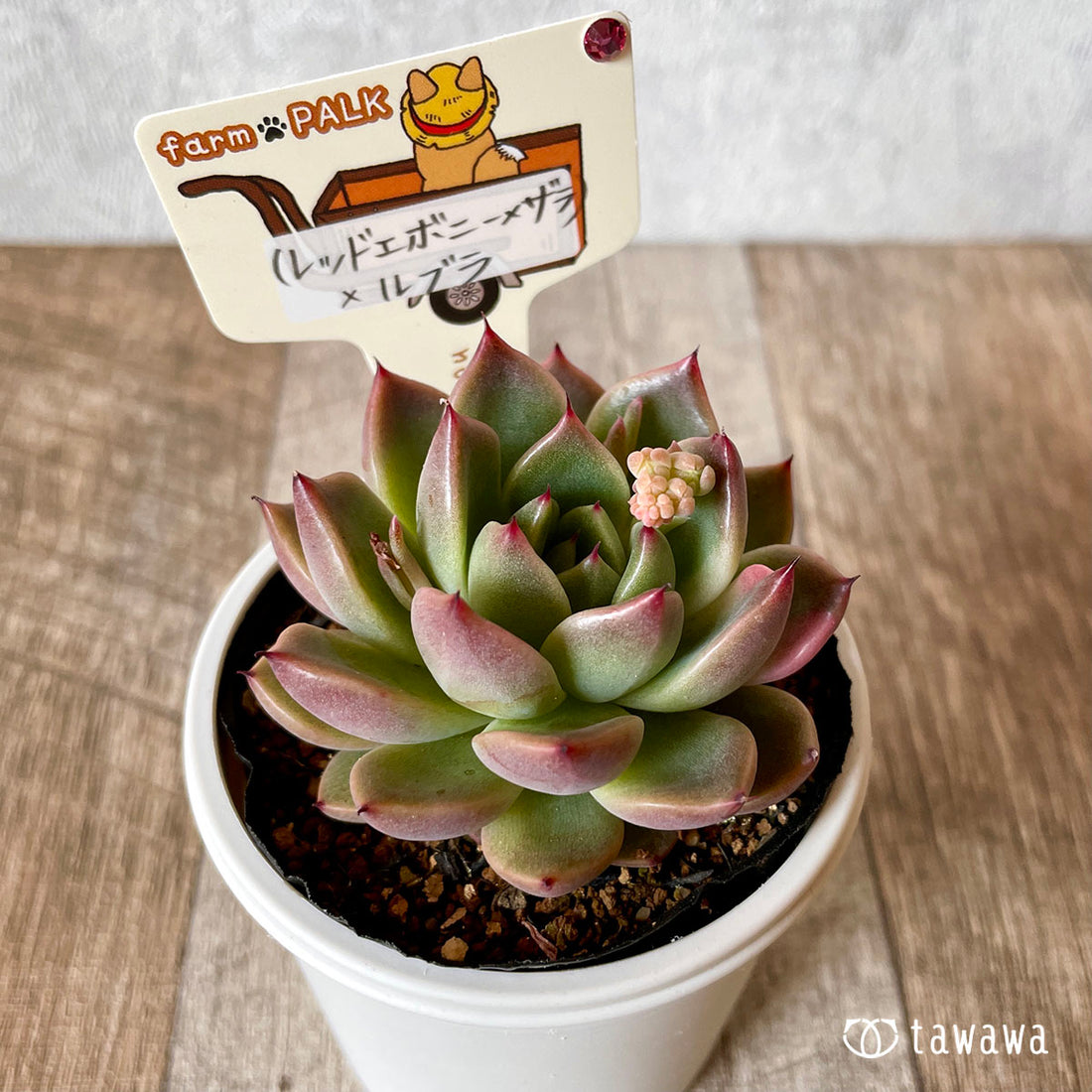 New Arrival* Star Mark