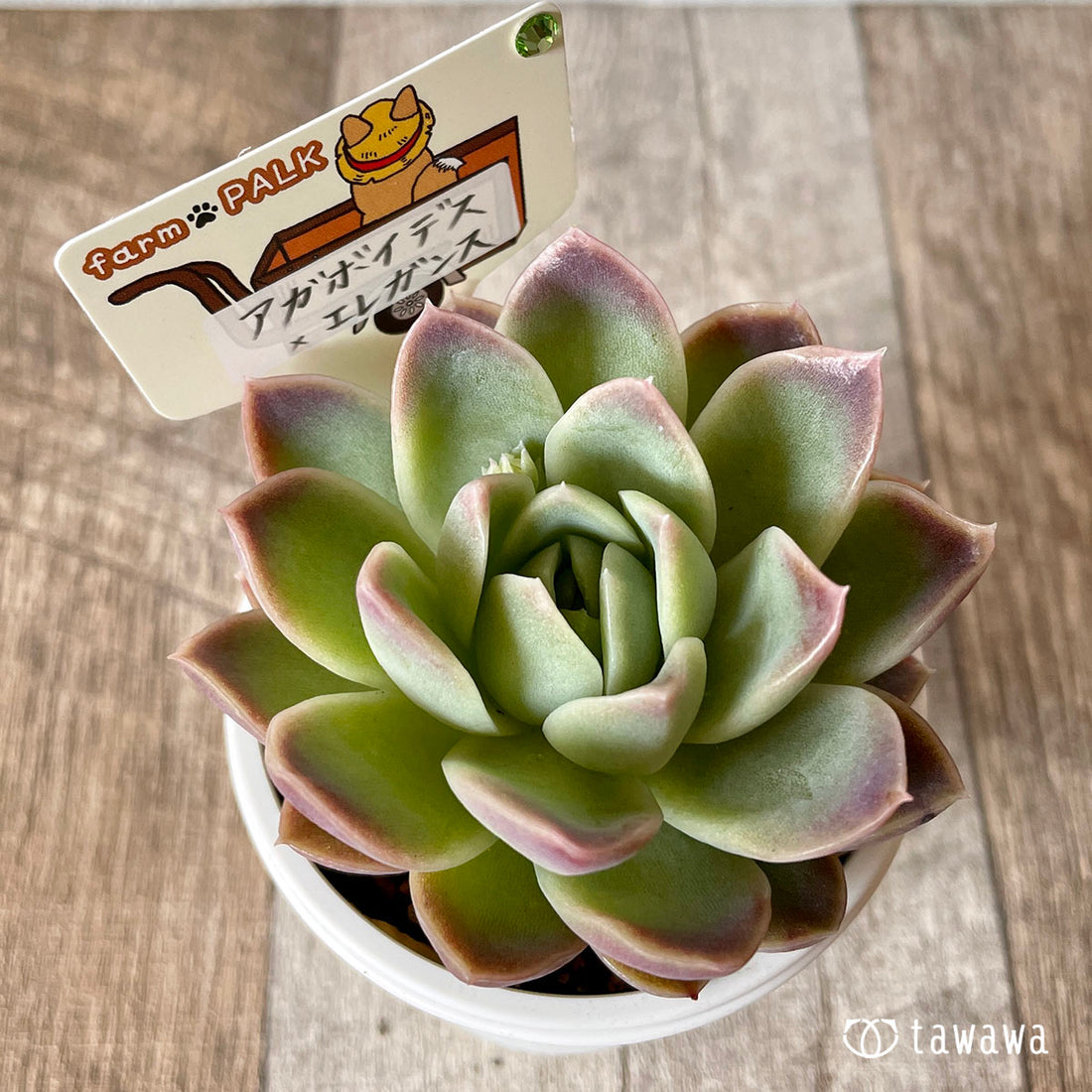 New Arrival* Star Mark