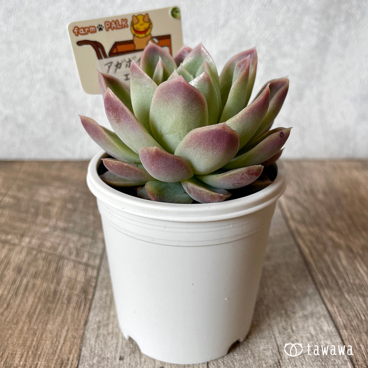 【ファームパルク苗】　アガボイデス × エレガンス