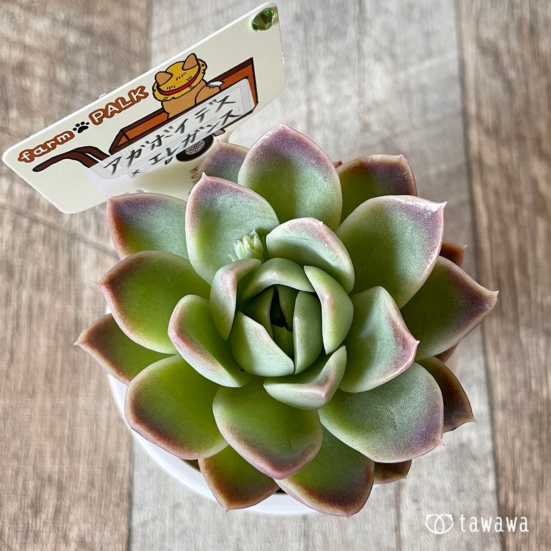 New Arrival* Star Mark