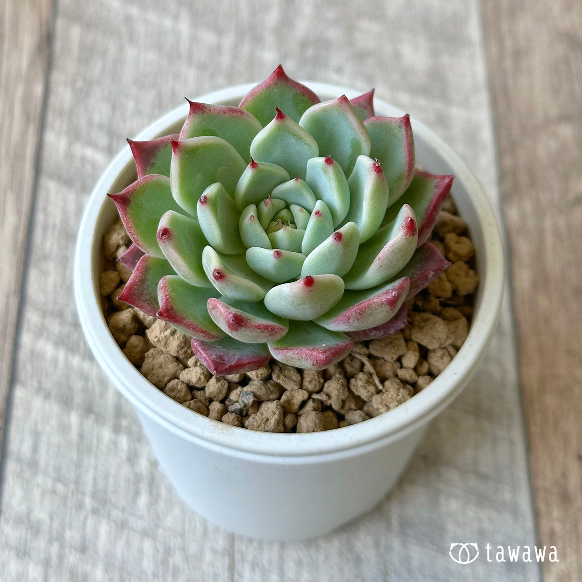 New Arrivals: Ice Green