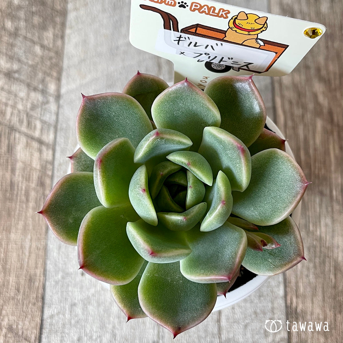 New Arrival* Star Mark