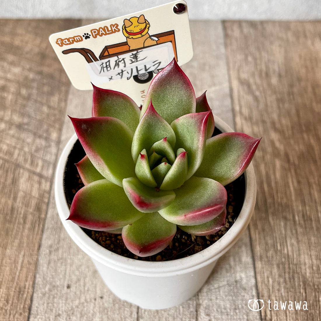 New Arrival* Star Mark