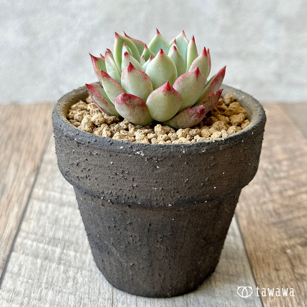 New Arrivals: Ice Green