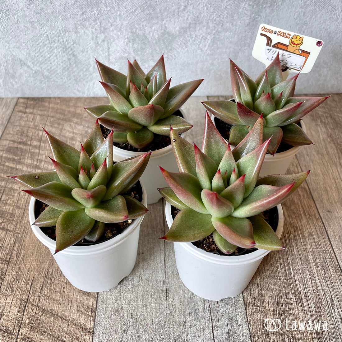 New Arrival* Star Mark