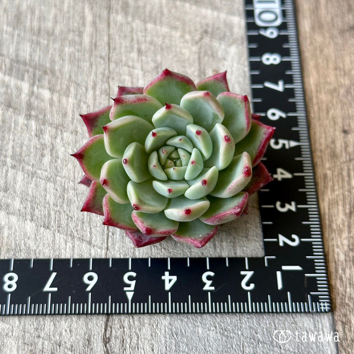 New Arrivals: Ice Green