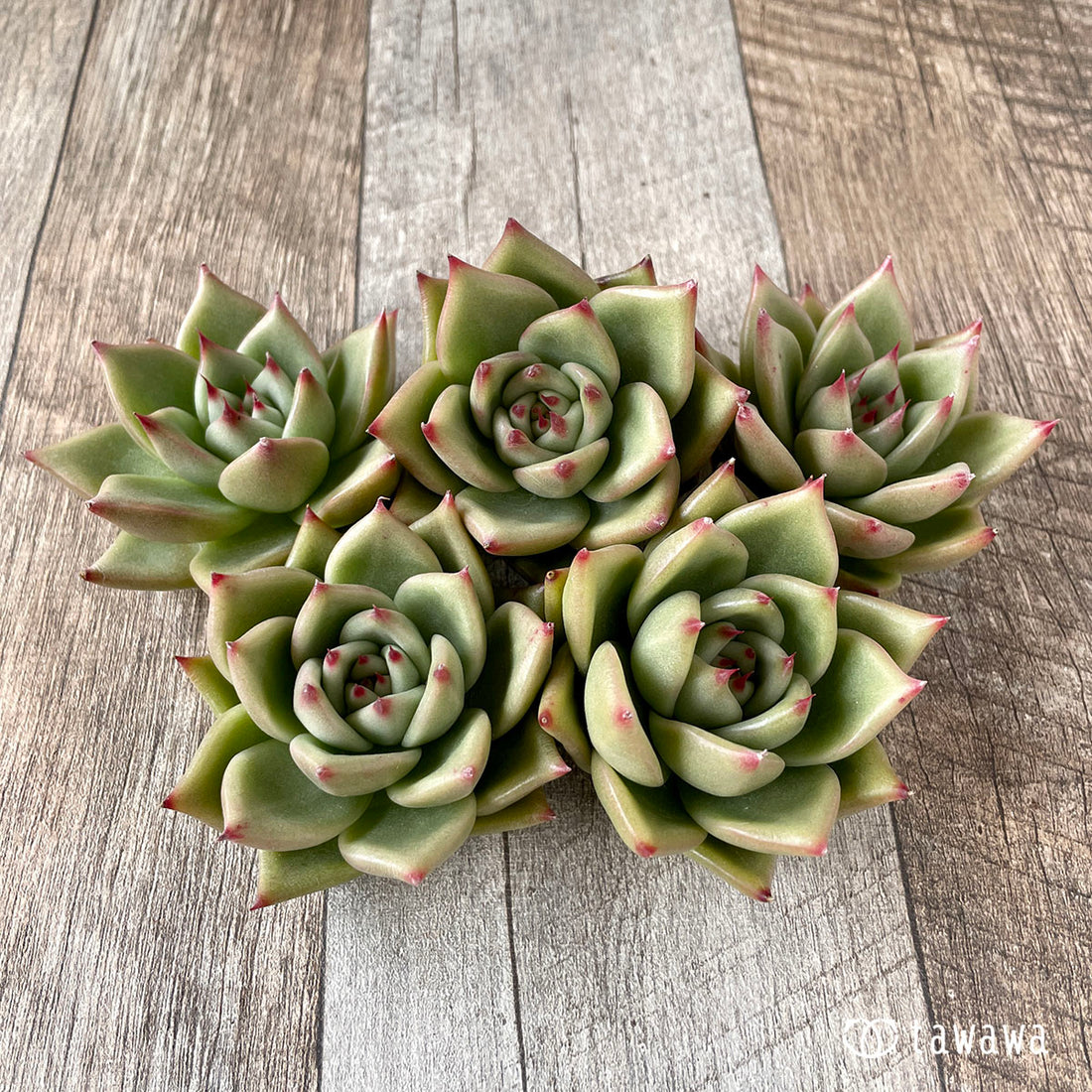 New Arrivals: Ice Green