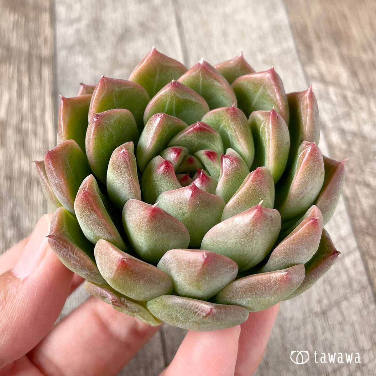 ♡激カワ高級種♡ 多肉植物 ＊レッドミル＊ - 植物/観葉植物