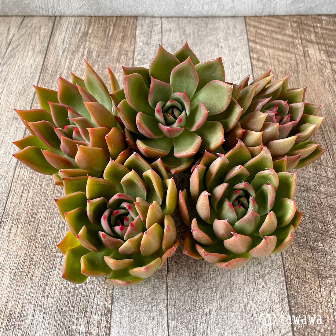 New Arrivals: Ice Green