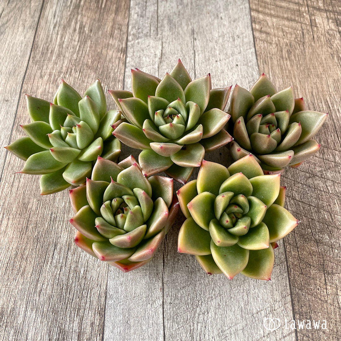 New Arrivals: Ice Green