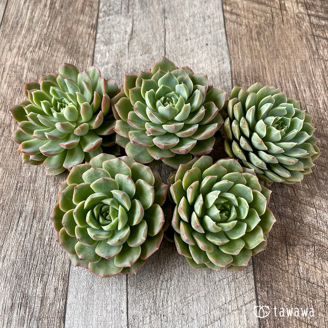 New Arrivals: Ice Green