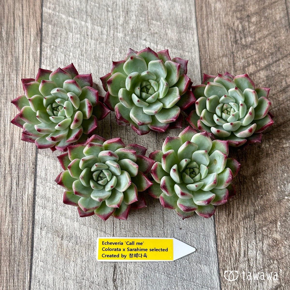 New Arrivals: Ice Green