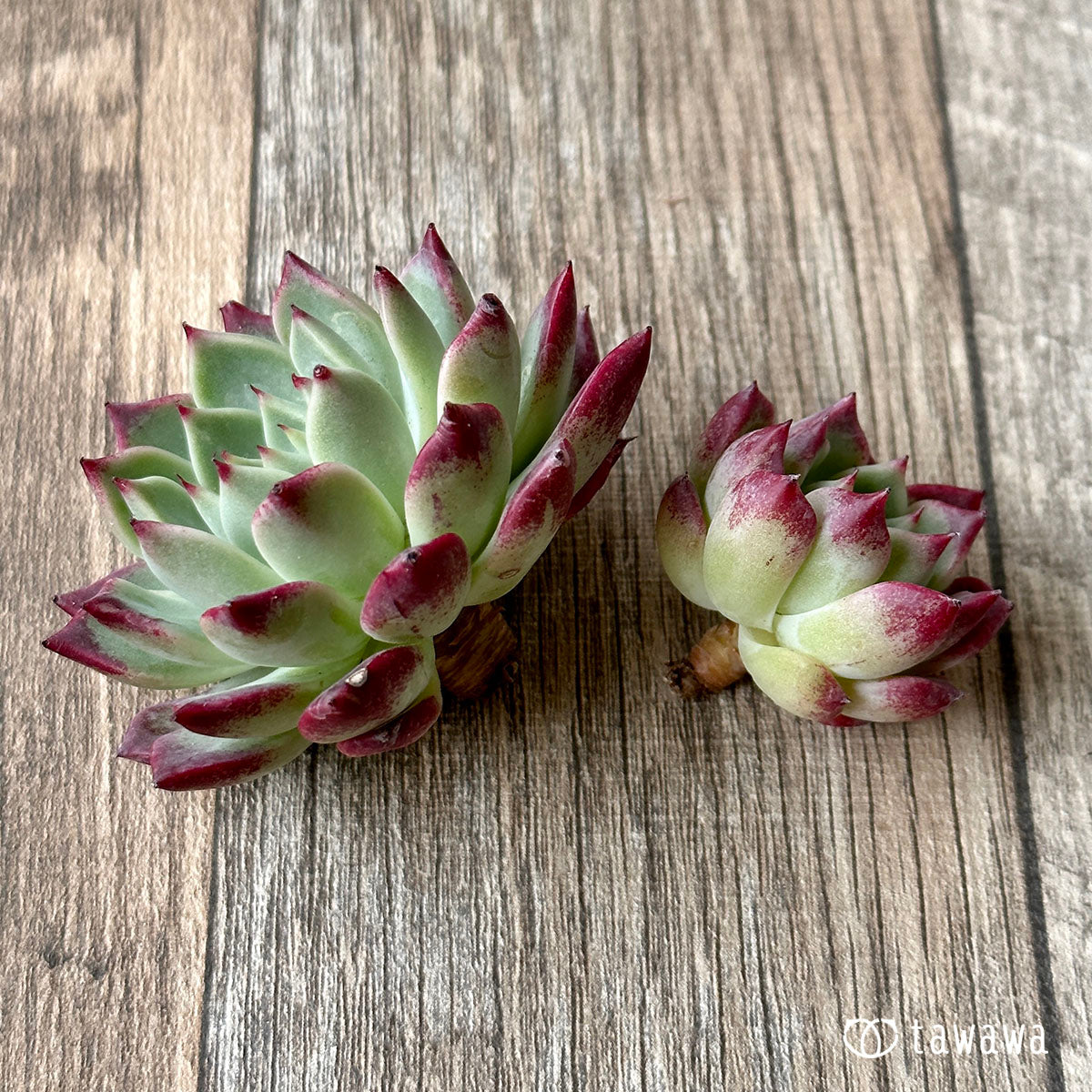 New Arrivals: Ice Green