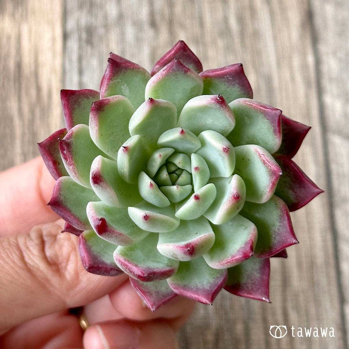 New Arrivals: Ice Green