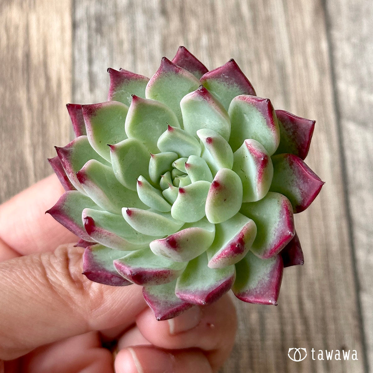 New Arrivals: Ice Green