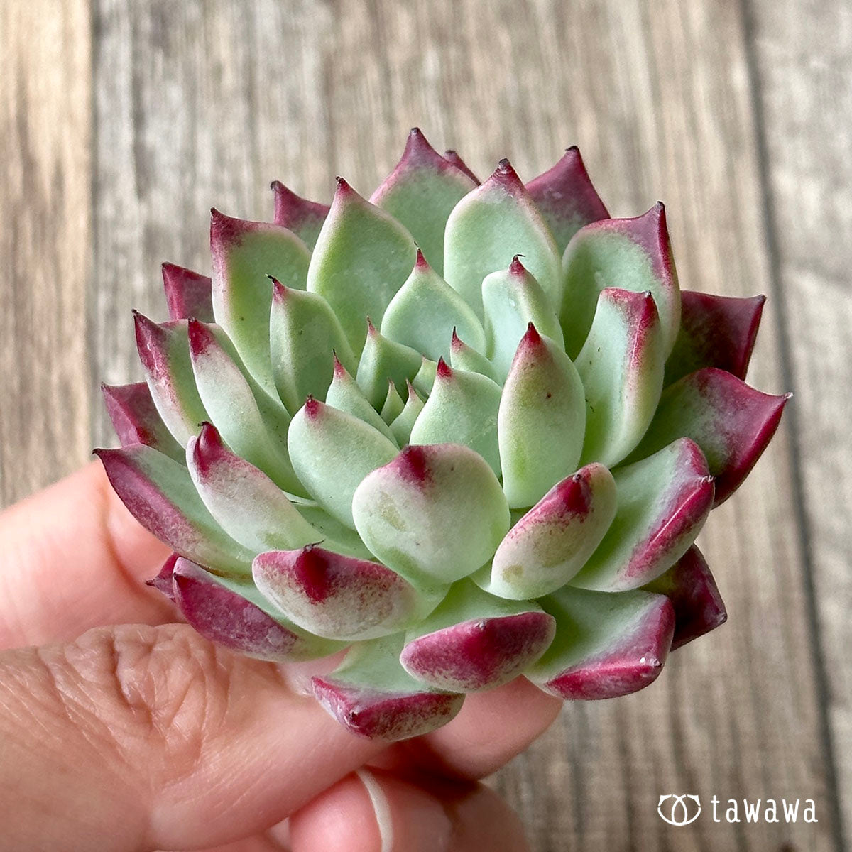 New Arrivals: Ice Green