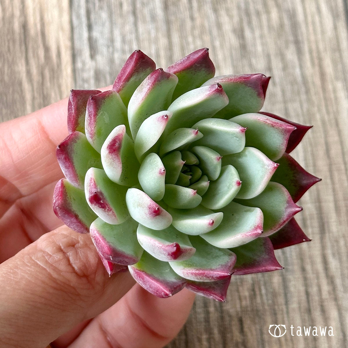 New Arrivals: Ice Green