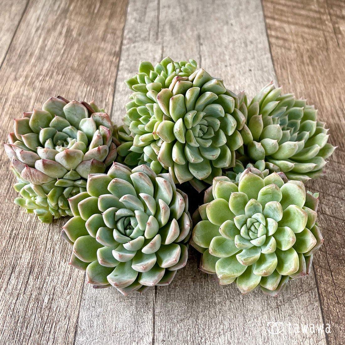 New Arrivals: Ice Green