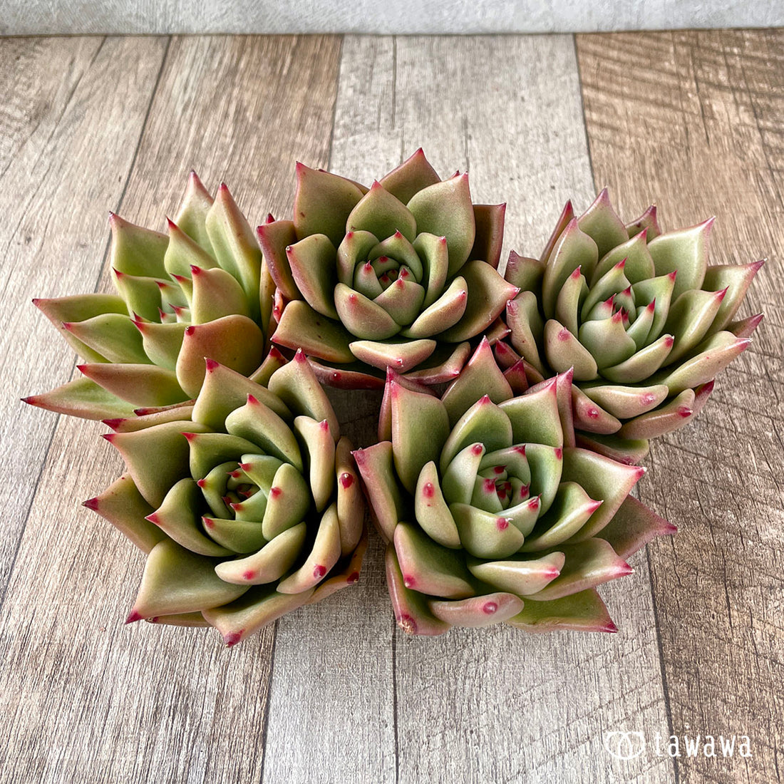 New Arrivals: Ice Green