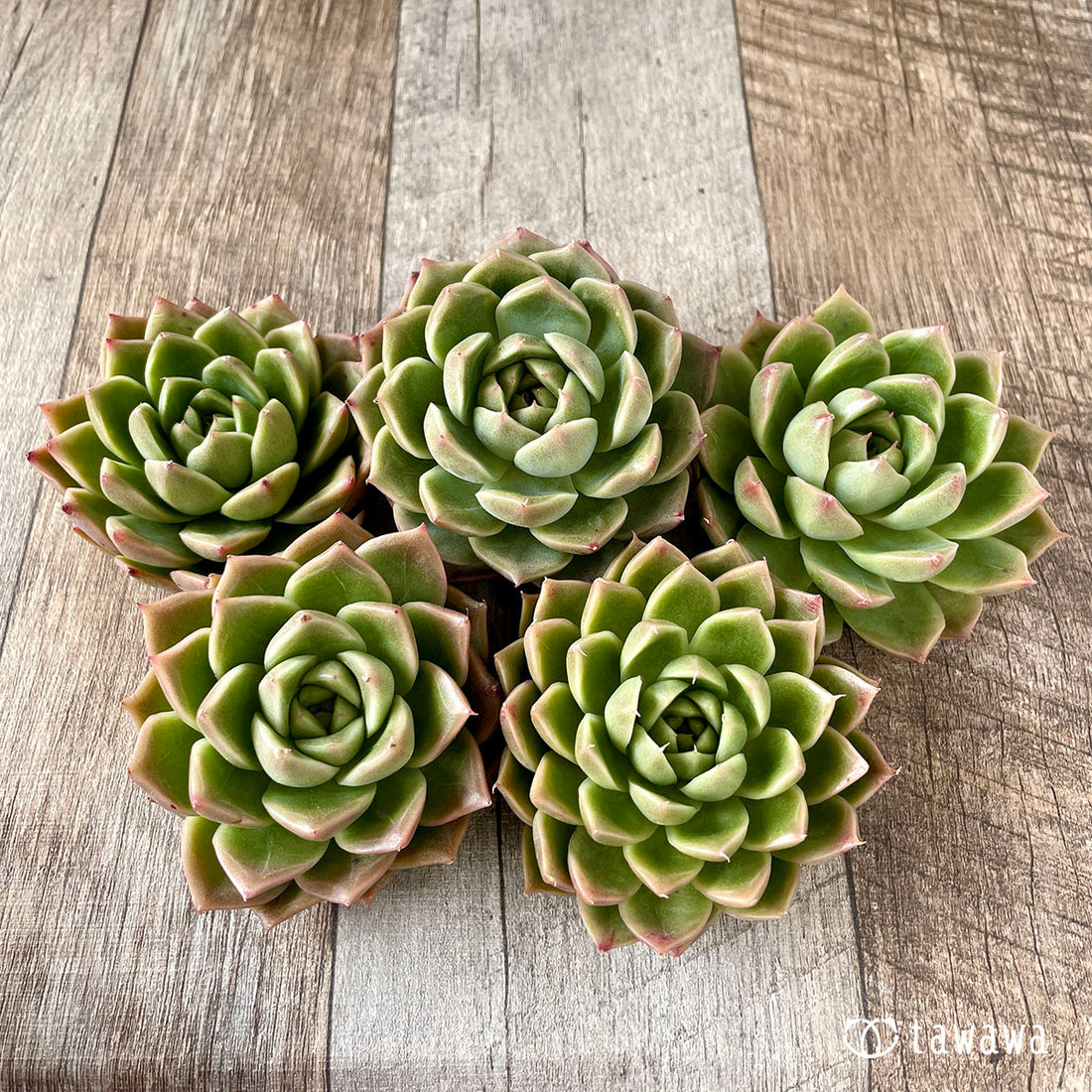 New Arrivals: Ice Green