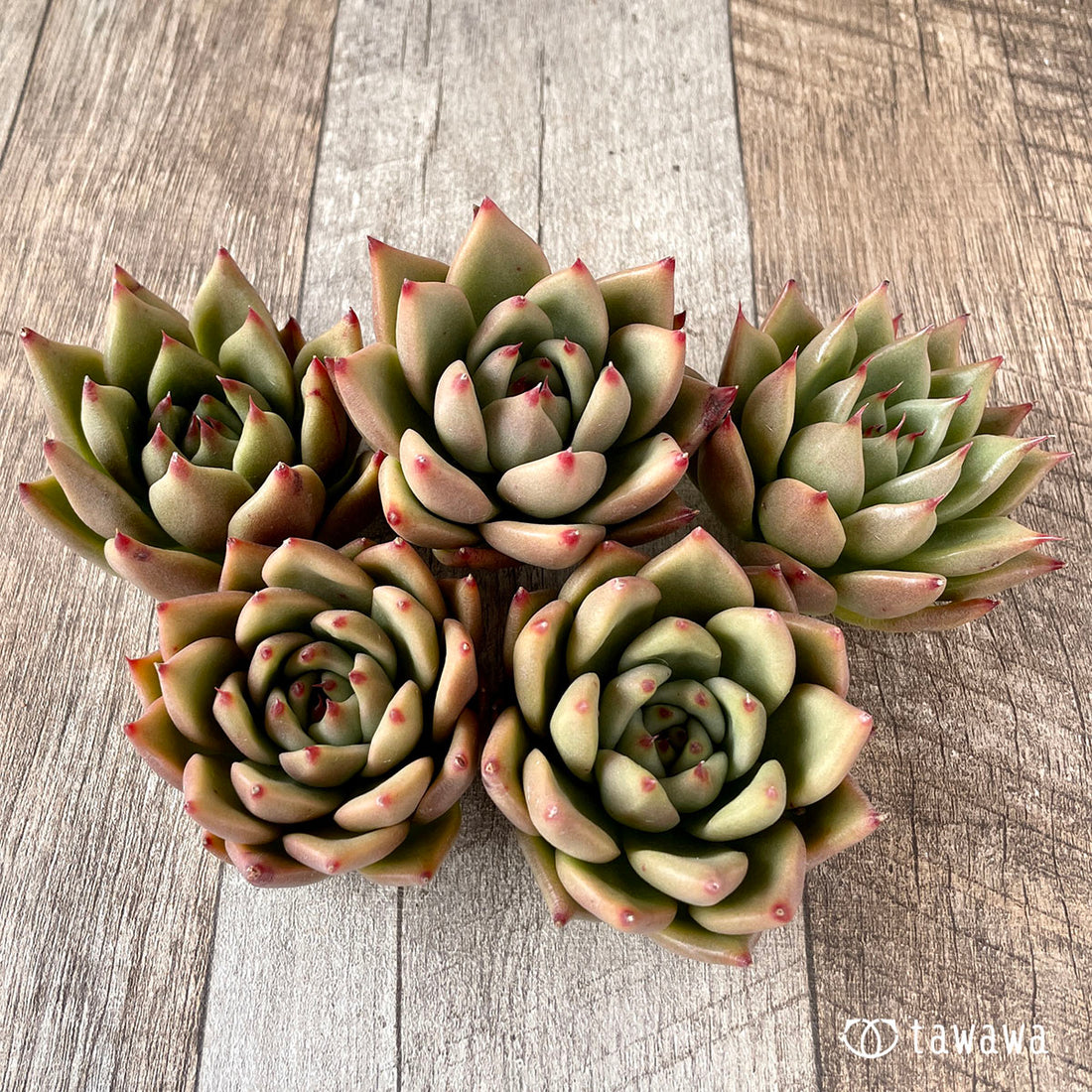 New Arrivals: Ice Green