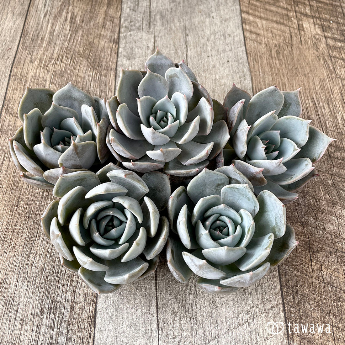 New Arrivals: Ice Green