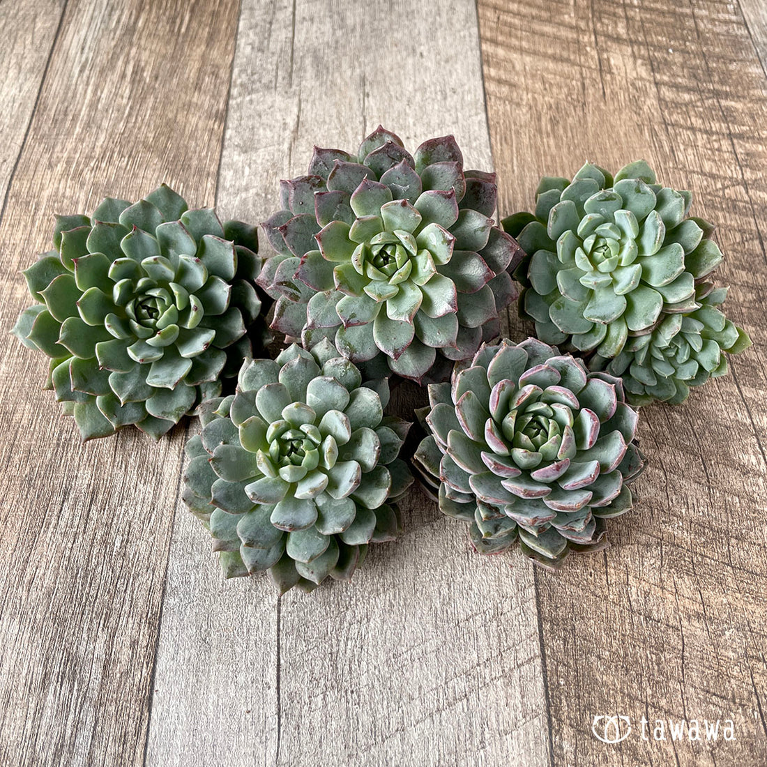 New Arrivals: Ice Green