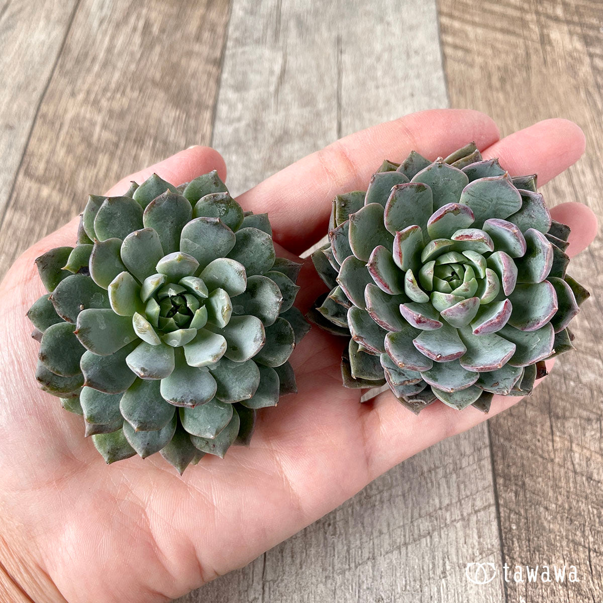 多肉植物 エアーマジック ♡モーダル♡ - 植物/観葉植物