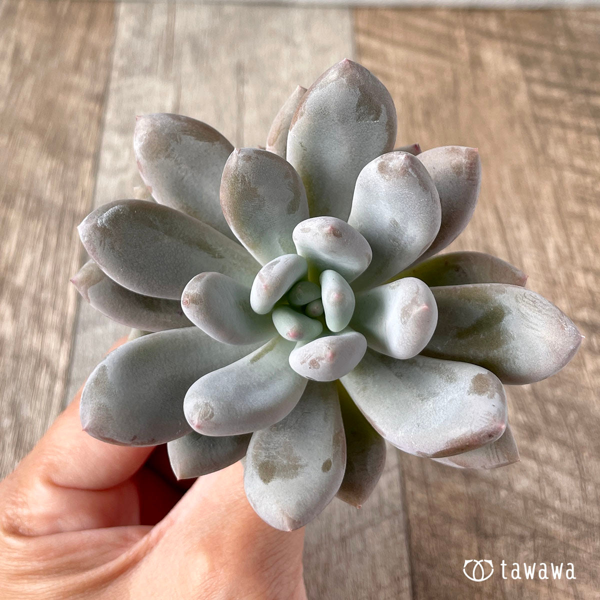 多肉植物 エアーマジック ♡アマタ♡ - 植物/観葉植物