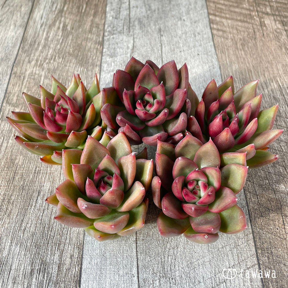 New Arrivals: Ice Green