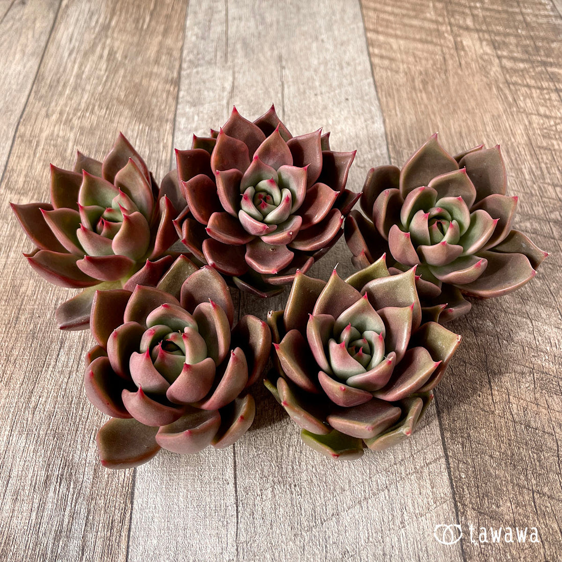 New Arrivals: Ice Green