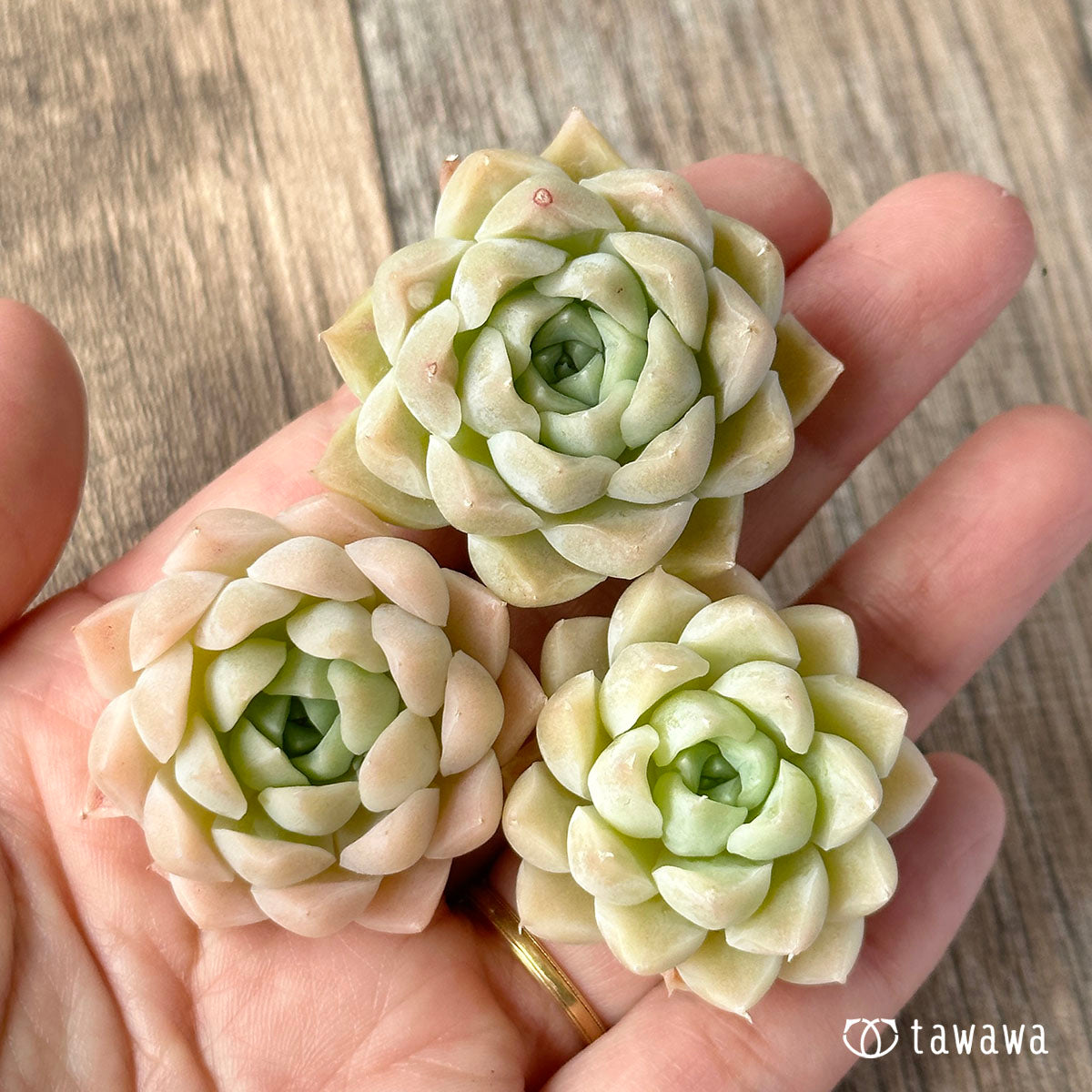 ピュアボール（チャンヒー農園苗）