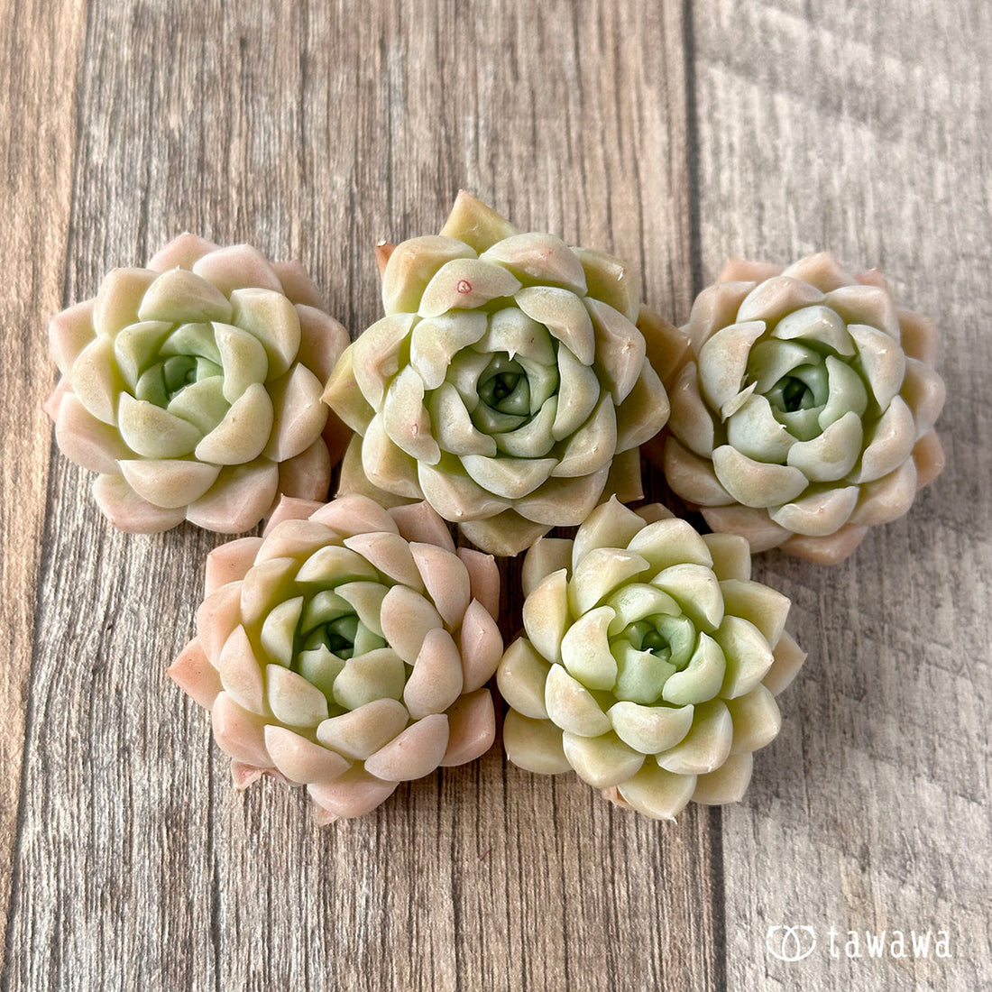 New Arrivals: Ice Green