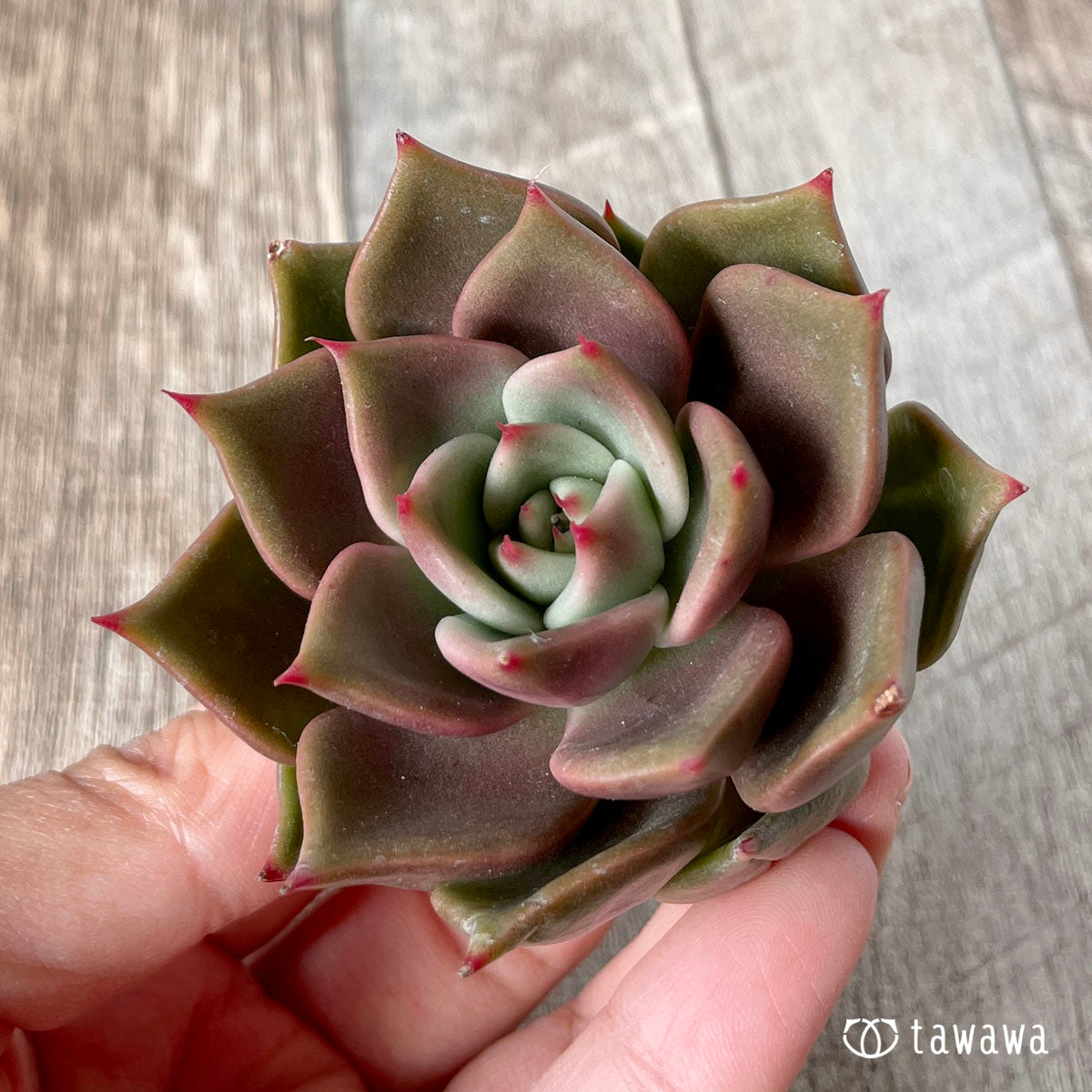 多肉植物 エアーマジック ♡シナモン♡ - 植物/観葉植物