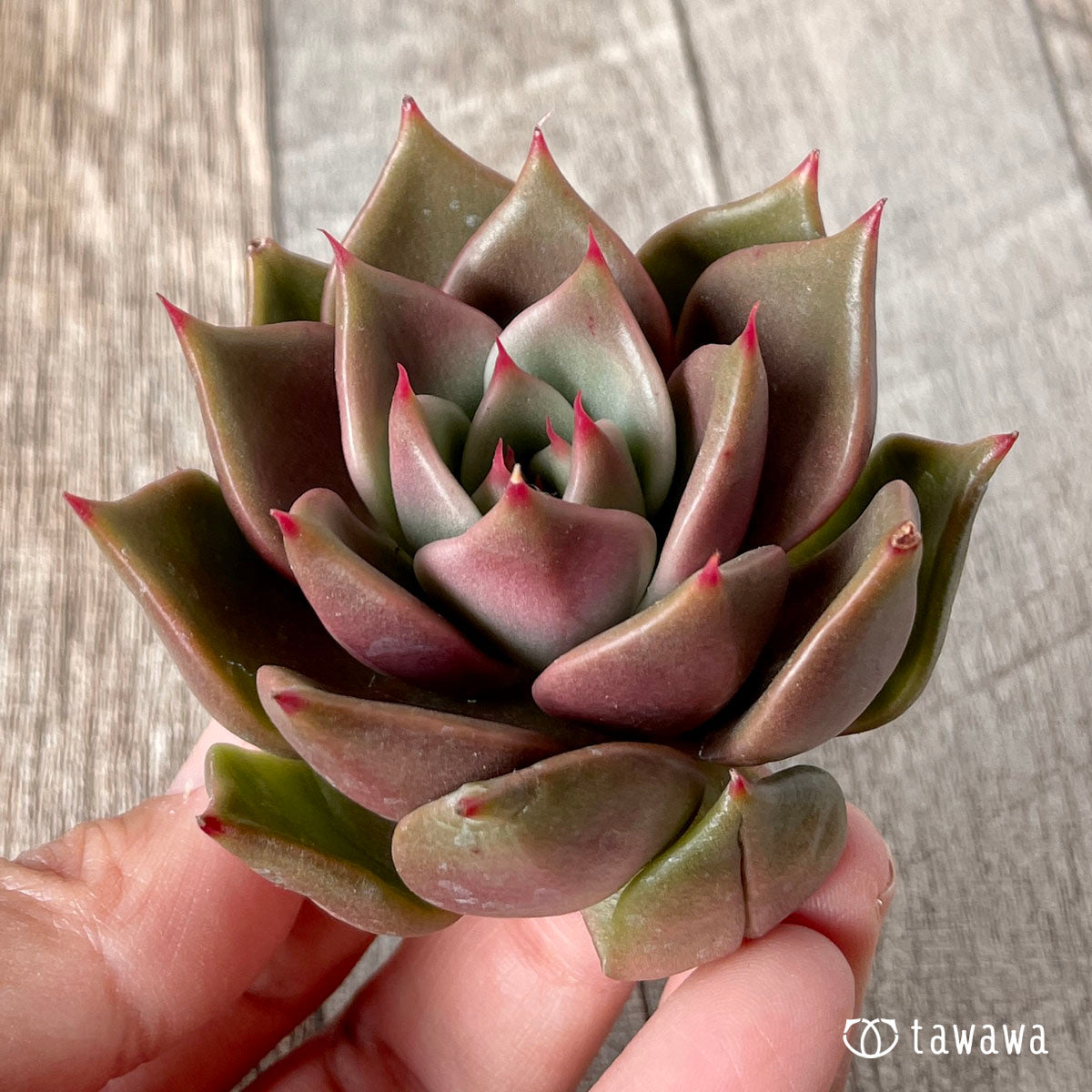 多肉植物 エアーマジック ♡シナモン♡ - 植物/観葉植物