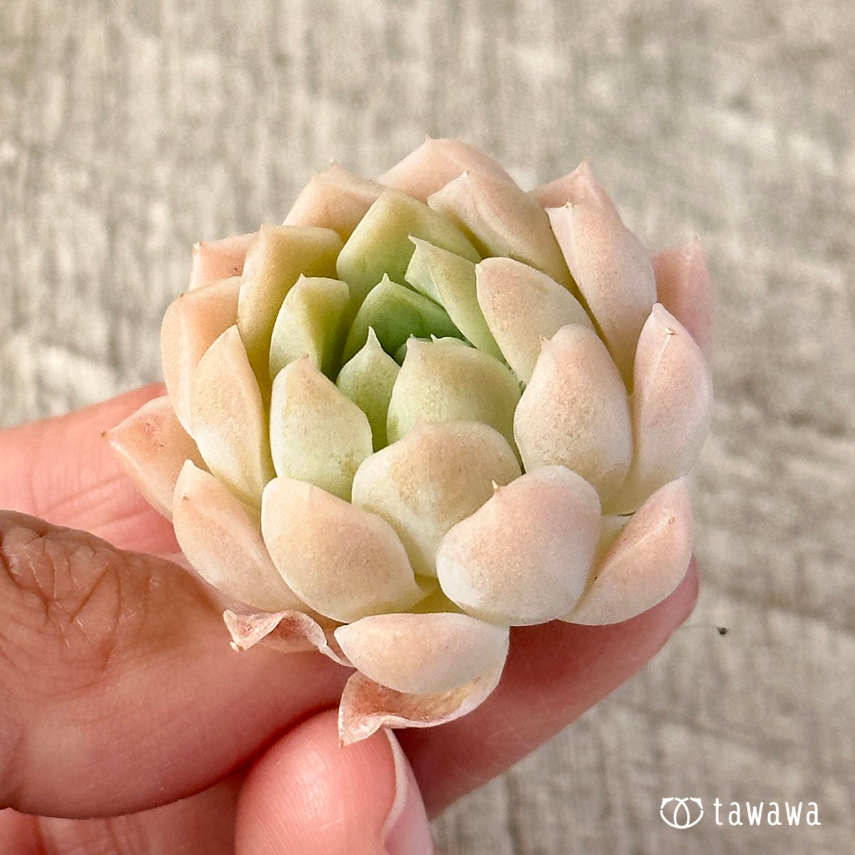 ピュアボール（チャンヒー農園苗）