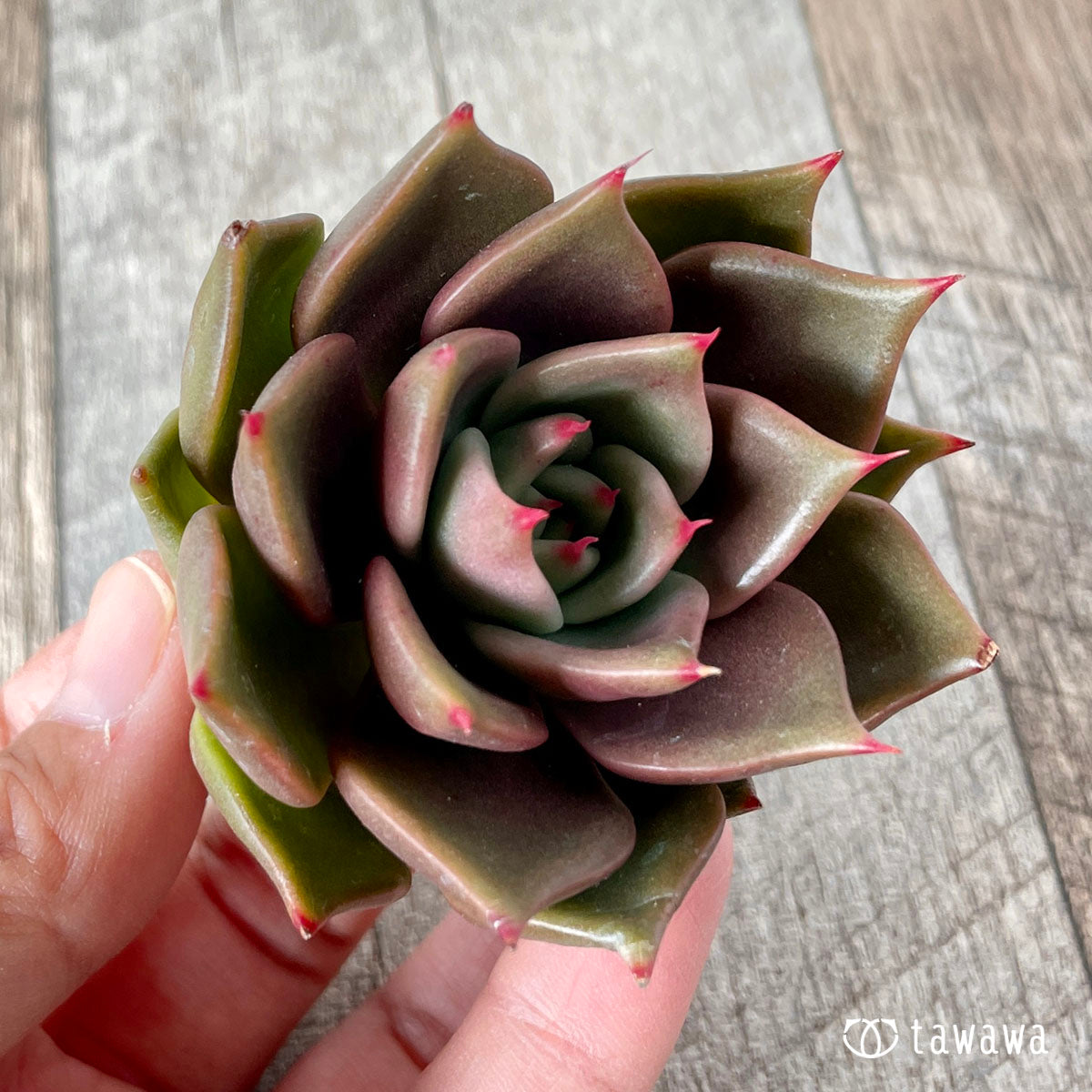 多肉植物 エアーマジック ♡アマタ♡ - 植物/観葉植物