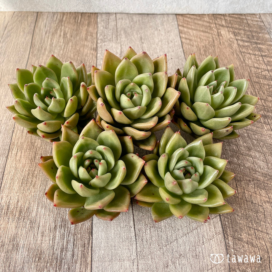 New Arrivals: Ice Green