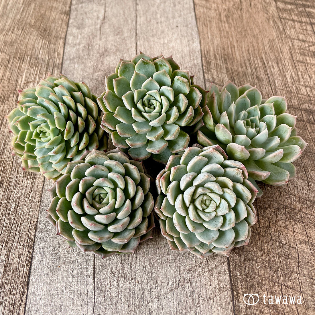 New Arrivals: Ice Green