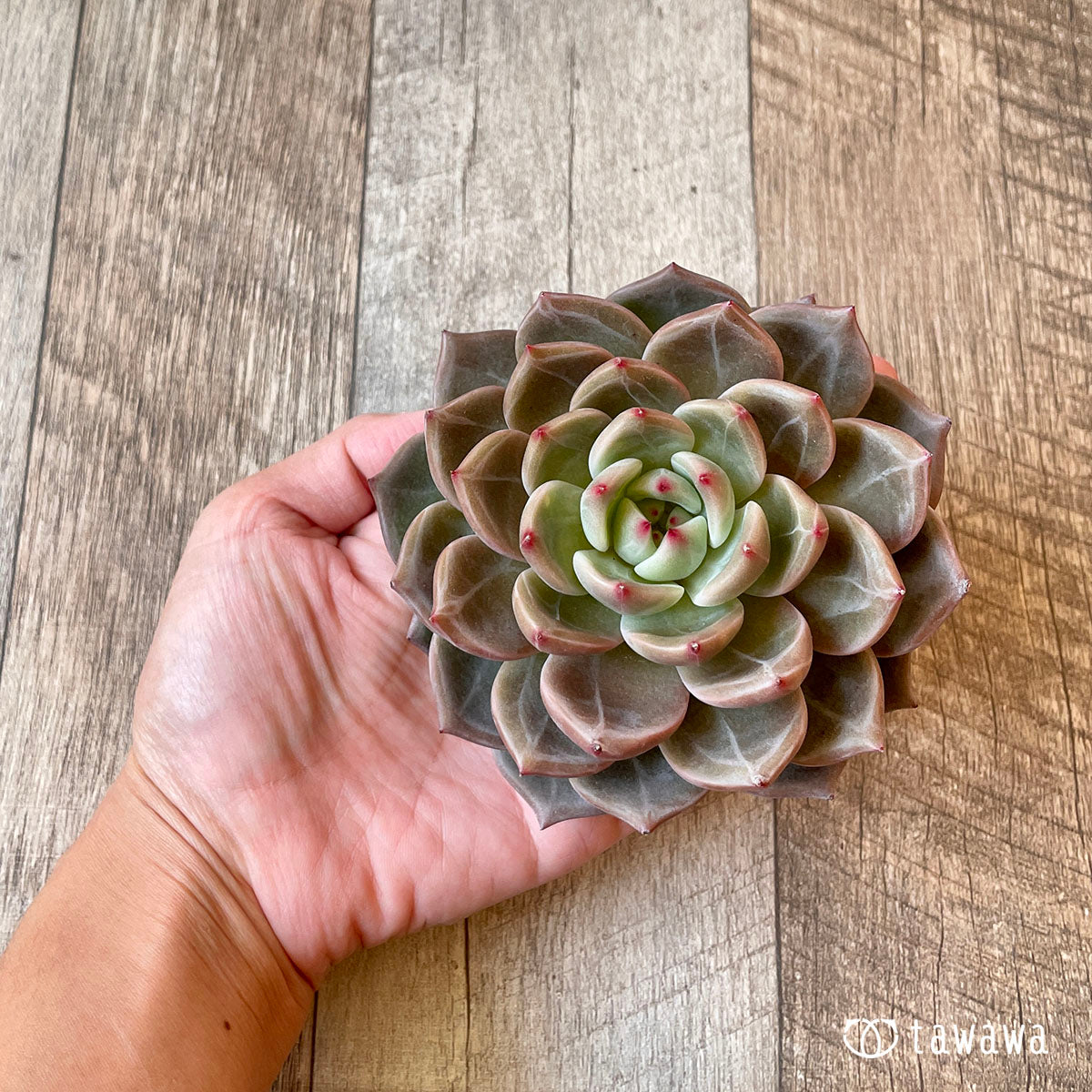 多肉植物 エアーマジック ♡シナモン♡ - 植物/観葉植物