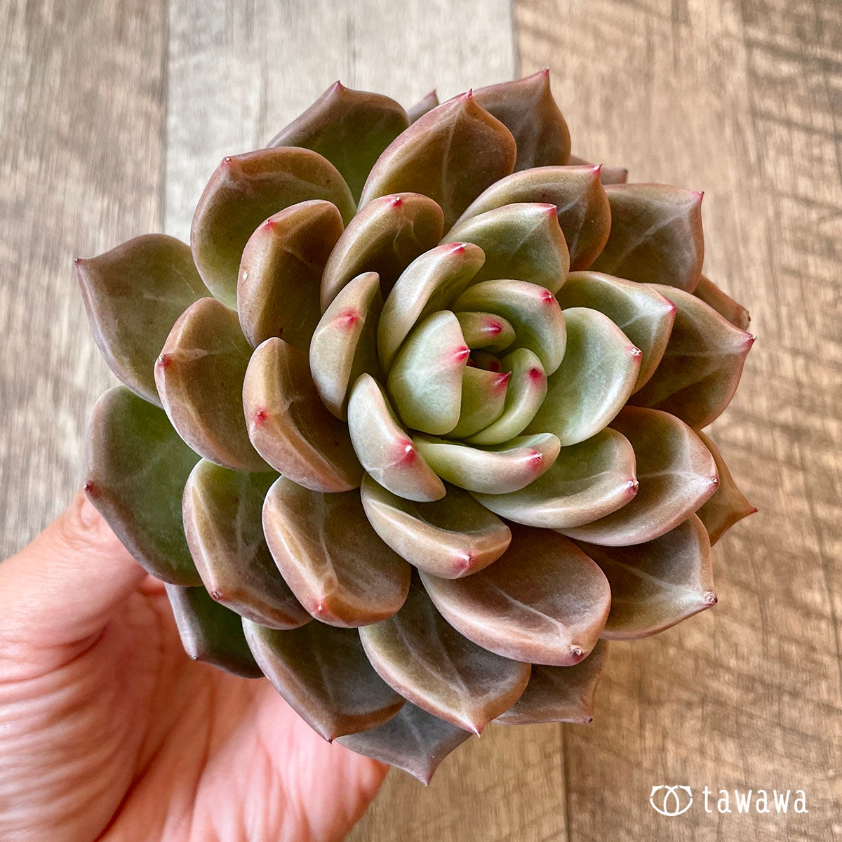 多肉植物 エアーマジック ♡シナモン♡ - 植物/観葉植物